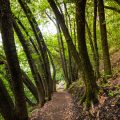 Discovering the Best Trails in North Carolina’s Blue Ridge Parkway