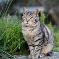Hiking with Pets: Do’s and Don’ts on U.S. Trails