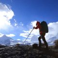 Top 20 Dog-Friendly National Parks for Family Adventures