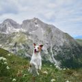 Essential Tips for Hiking with Your Dog: What Every Family Needs to Know