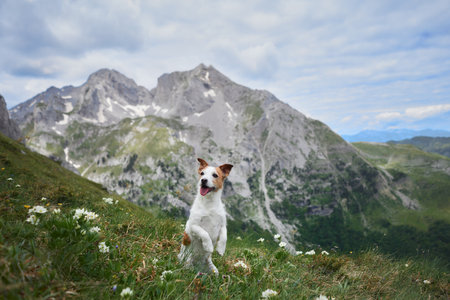 Essential Tips for Hiking with Your Dog: What Every Family Needs to Know
