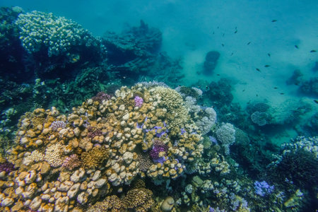 Shellfish and Coastal Foraging: Survival Strategies Along U.S. Shores