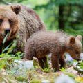 First Aid for Animal Attacks: Bears, Mountain Lions, and More