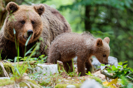 First Aid for Animal Attacks: Bears, Mountain Lions, and More