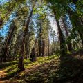 Sequoia and Kings Canyon: The Giant Tree Trail Guides