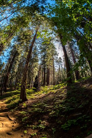 Sequoia and Kings Canyon: The Giant Tree Trail Guides