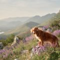 Dog-Friendly Day Hikes Near Major US Cities for Families