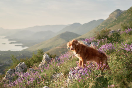 Dog-Friendly Day Hikes Near Major US Cities for Families